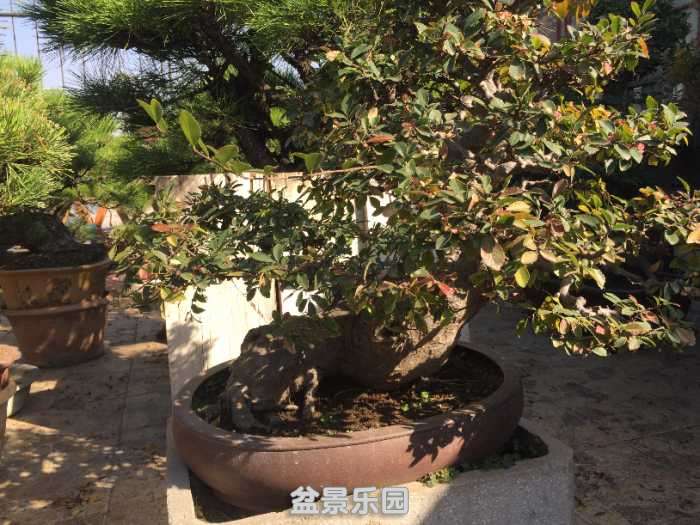 3CF79361-D5A1-4BAD-87A1-A4CDFA8B4489.jpeg