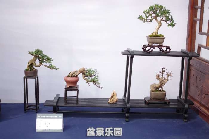 IMGP7334.JPG