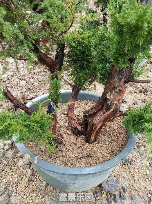 �޽Ӽ������