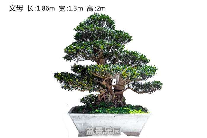 XSPC1132_.jpg