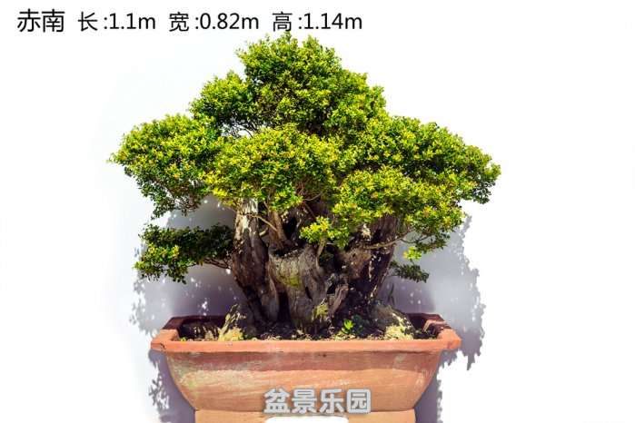 XSPC1150_.jpg