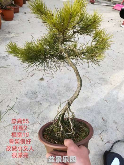 psb (11).jpg