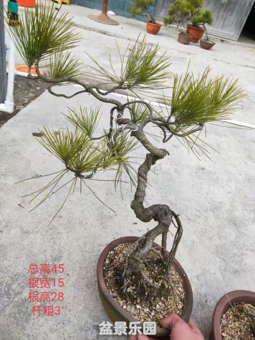 psb (20).jpg