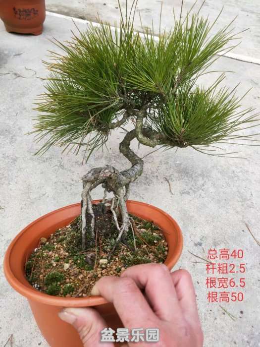 psb (21).jpg
