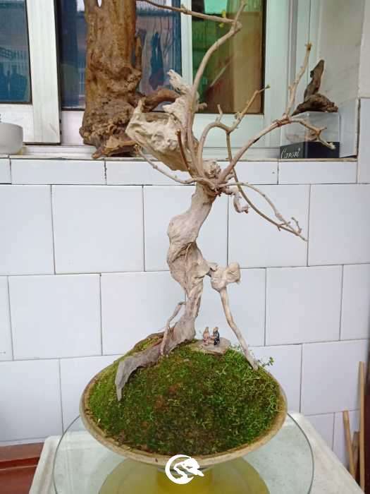 IMG20190320091814.jpg