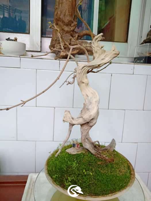 IMG20190320091753.jpg
