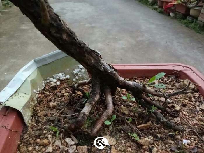 QQͼƬ20190329131435_.jpg