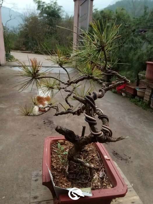 QQͼƬ20190329131440_.jpg