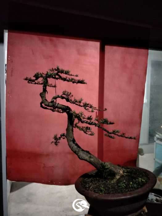 IMG20190708204118.jpg