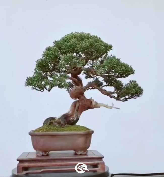 Screenshot_20191101_173547_com.huawei.himovie_mh1572601028969.jpg