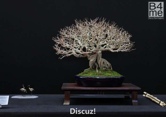 European Bonsai San Show 2019 (6).jpg