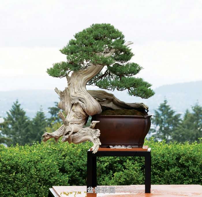 Ryan-Neil-Bonsai_03.jpg