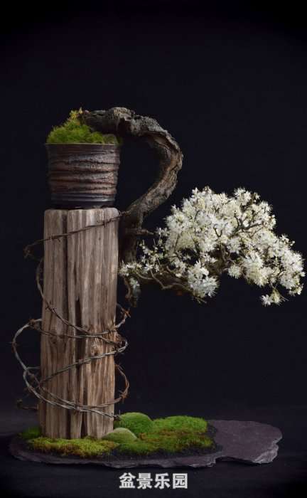 blackthorn-in-flower-feb-16-v-04-small.jpg