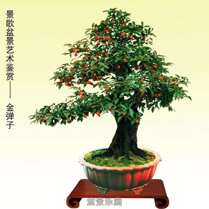 ʮ귢辰 12