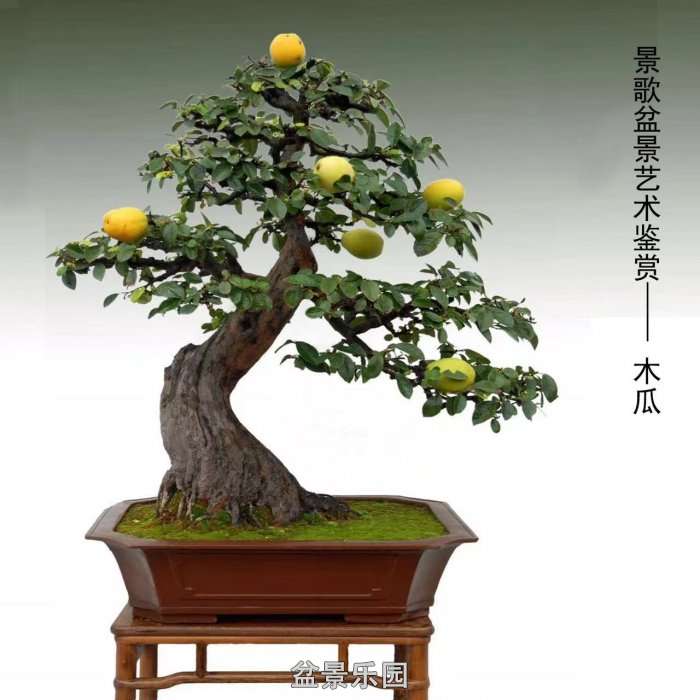 ʮ귢辰 19
