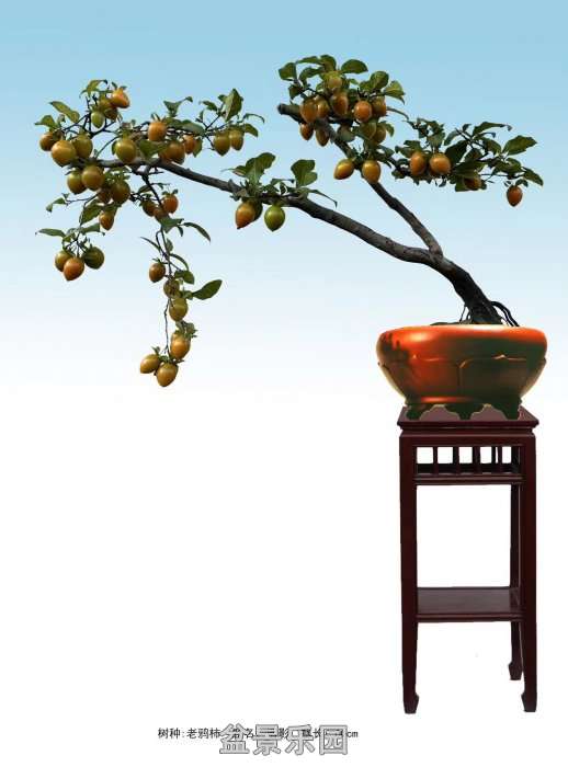 ʮ귢辰 26