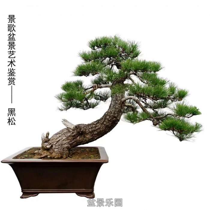 ʮ귢辰 110