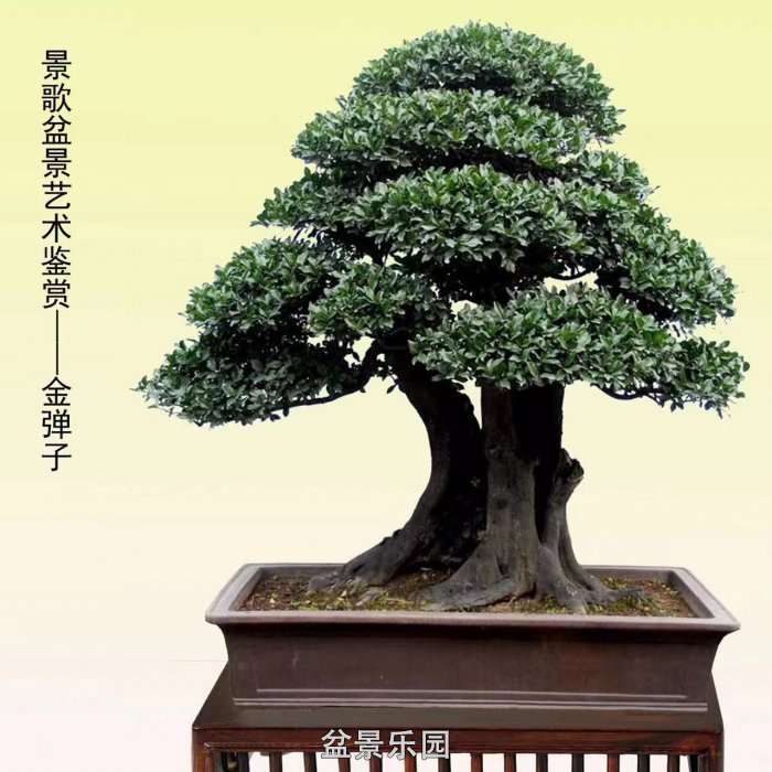 ʮ귢辰 111