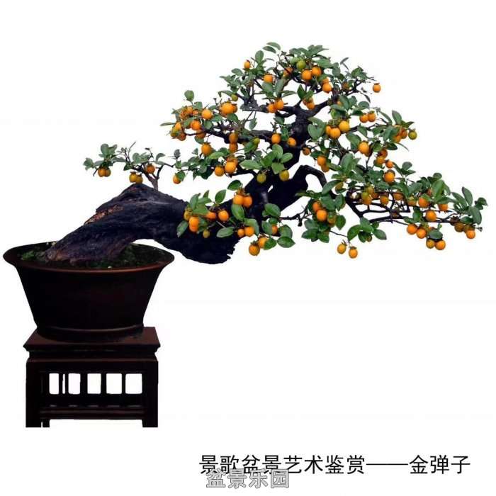ʮ귢辰 114