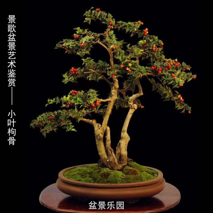 ʮ귢辰 115