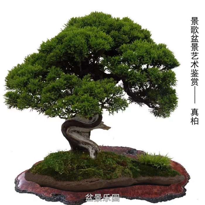 ʮ귢辰 126