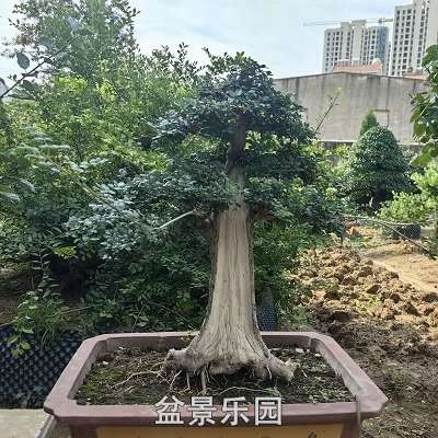 Тд辰 7
