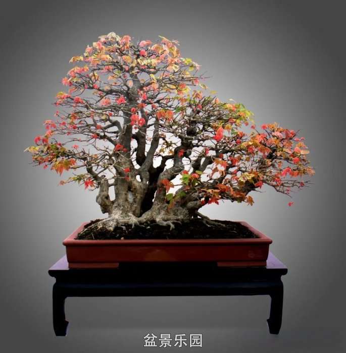 辰 5