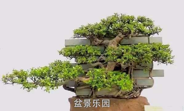 mmexport667eb4a550d5ccaac147263f44c771d6_1753526.jpeg