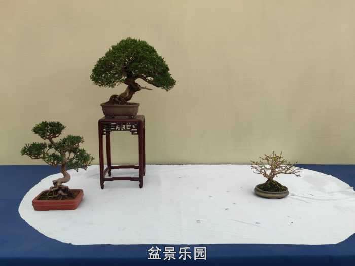 2025�����й��辰���龭��СƷչ��Ʒȫ�� 39