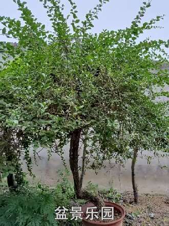 ��һ�����˿�20���ɽ���ؾ��������ˮ ����