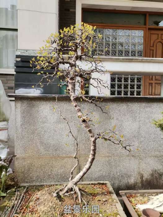 һ��ȸ÷�ĸ���