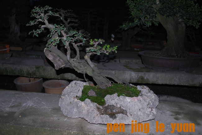 DSC_8573.JPG