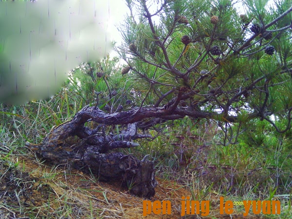 IMAG0061.JPG