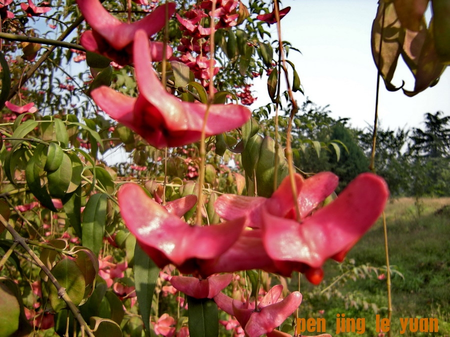 DSCN1635_СС.jpg