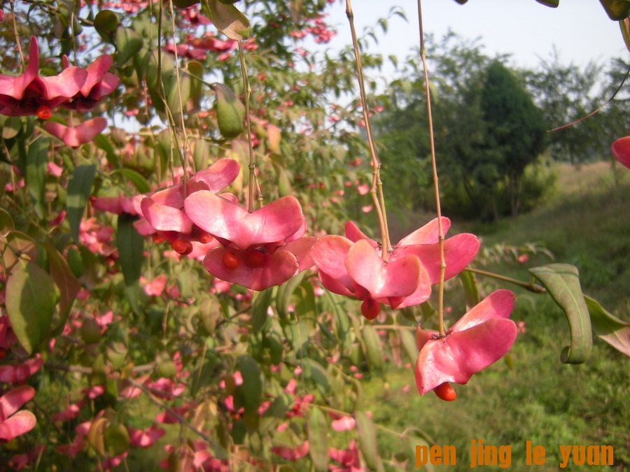 DSCN1630_СС.jpg