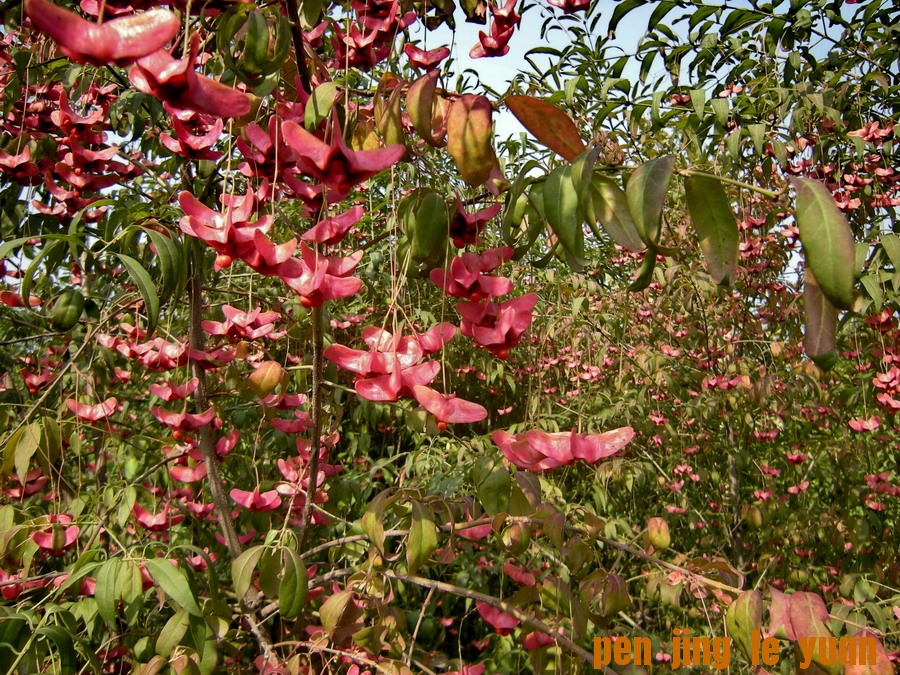 DSCN1637_СС.jpg