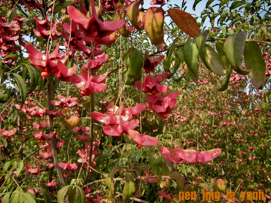 DSCN1638_СС.jpg