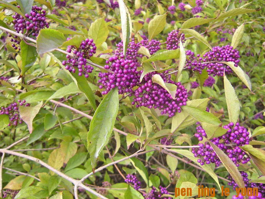 DSCN1653_СС.jpg