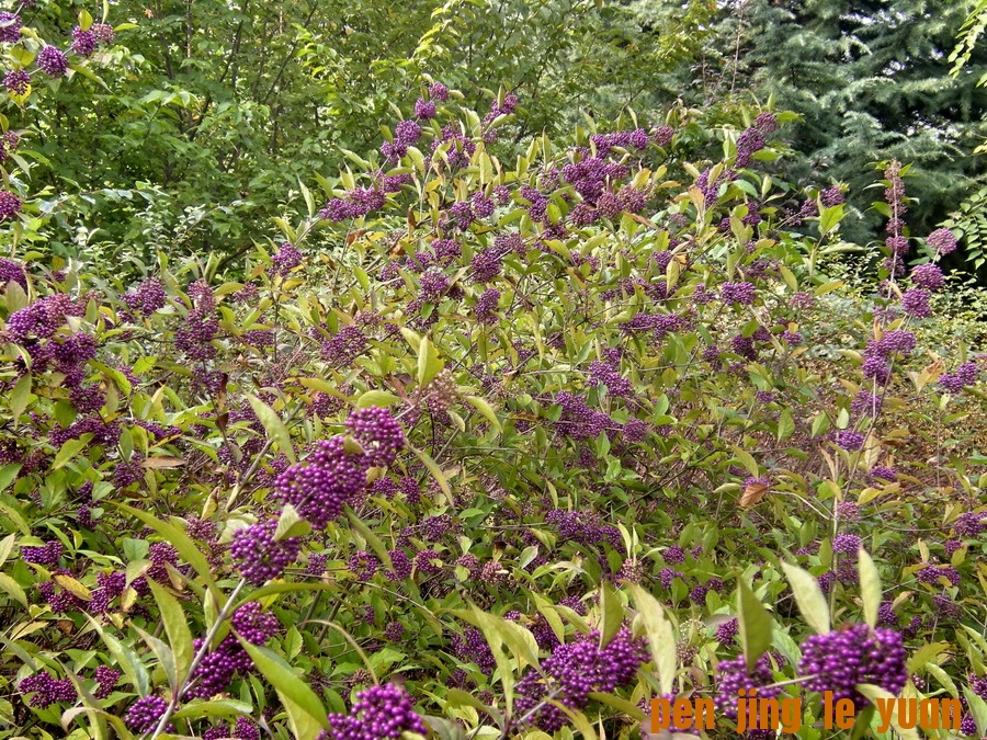 DSCN1655_СС.jpg