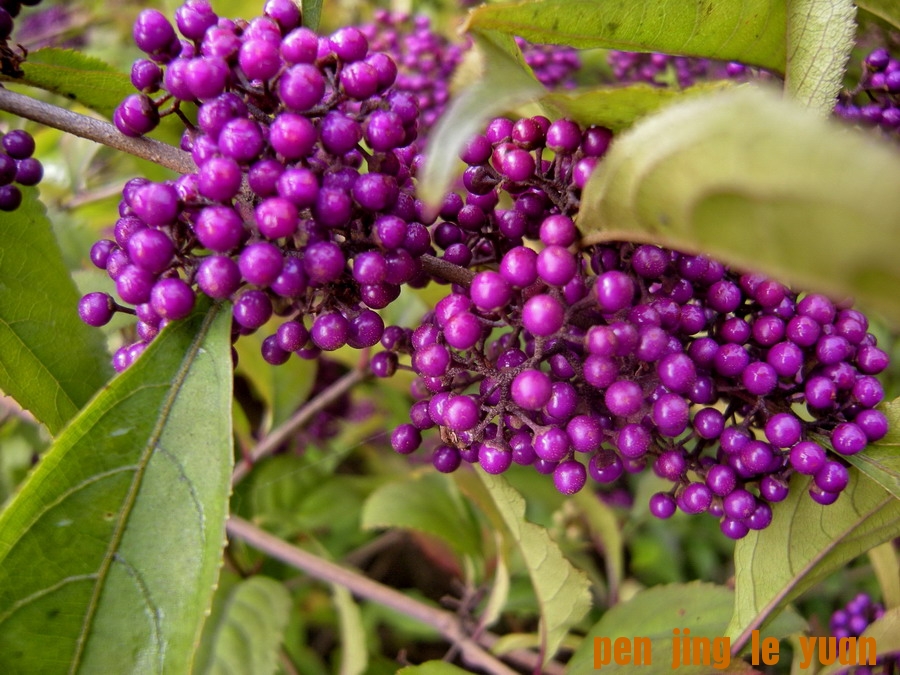 DSCN1652_СС.jpg