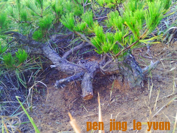 IMAG0018.JPG