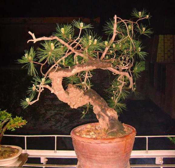 SNV36715.JPG