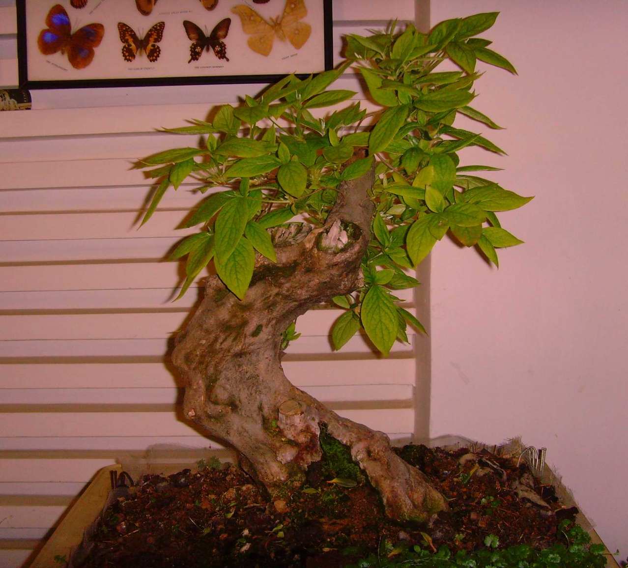 SNV36831.JPG