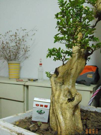 DSCF7403.JPG
