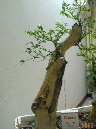 DSCF7406.JPG