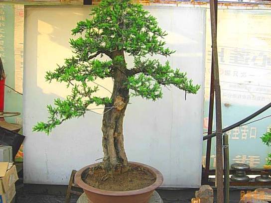 DSCN6975.JPG