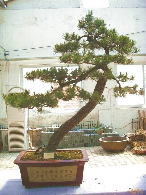 SDC10648.JPG