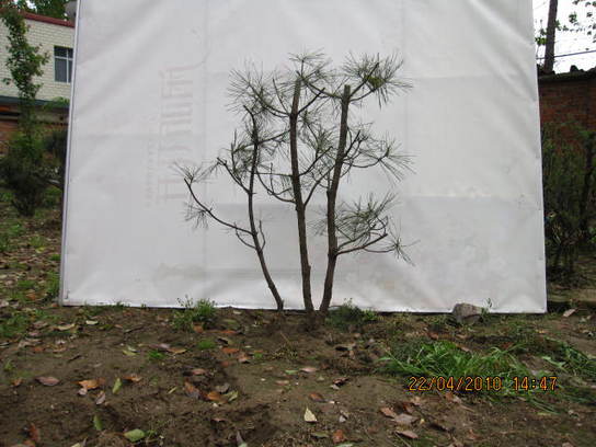 Ƭ 078.jpg