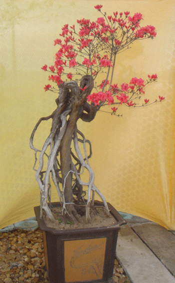 DSC03245.gif