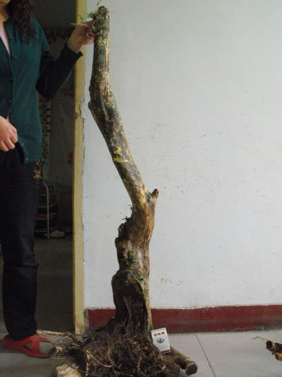 DSCF7399.JPG